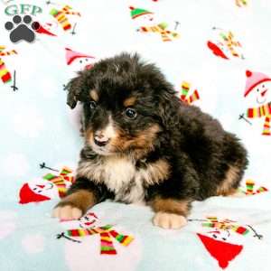 Ruth, Bernedoodle Puppy